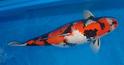 $14500 fish!
