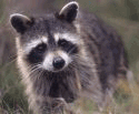 raccoon-lead-poison.gif