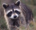 raccoon.jpg